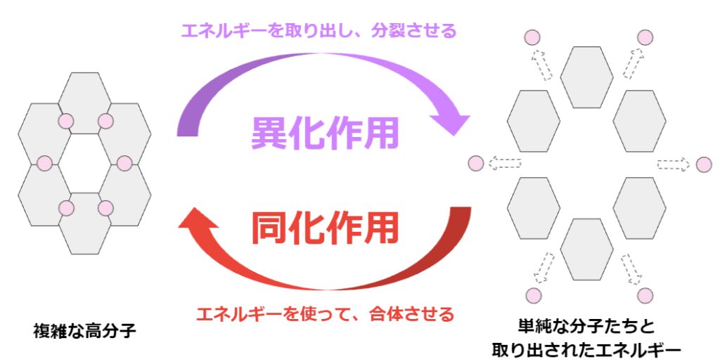 Catabolism-and-assimilation-mechanism