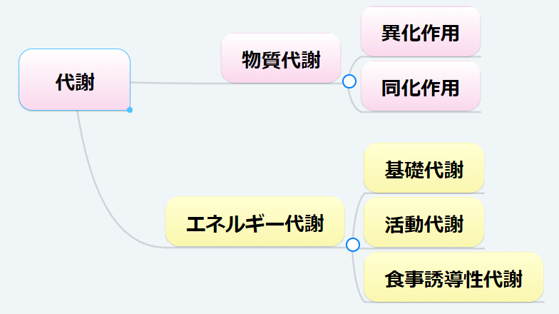 What-is-metabolism